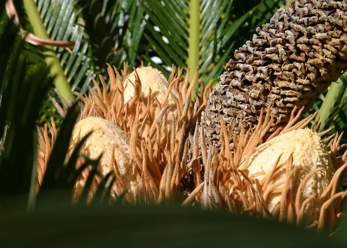 Birdcage Gay Men Resort&lifestyle Resort Playa del Inglés